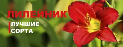 Садовый центр \"Цветы мечты\" on Instagram: \"ВОСТОЧНЫЕ ЛИЛИИ по праву  считаются одними из самых красивых, но довольно требовательных. Однако новые  сорта стали более жизнеспособны и приспособлены к условиям Средней полосы  России. Они
