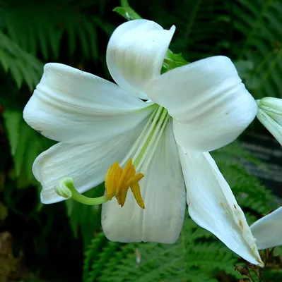 Аристократичные лилии: богатство видов и сортов | Интернет-магазин садовых  растений