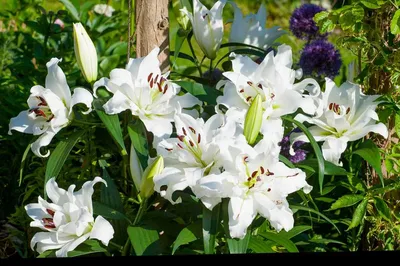 Лилия: посадка и уход в открытом грунте, виды и сорта лилии, фото |  Луковичные растения, Лилия, Садовые растения