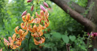 Lilium 'Golden Splendor' — Википедия