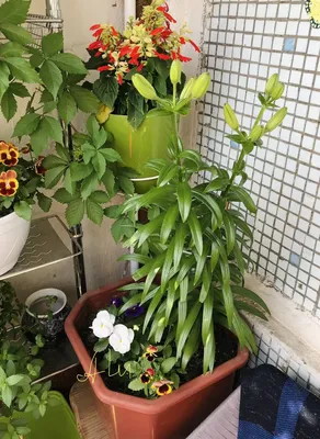 Лилии в горшках и зимовка на балконе | БалкониЯ | Дзен