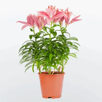 Пластиковые поддельные лилии 28 см, украшения в горшках, новый цветок в  горшке, уличный декор – лучшие товары в онлайн-магазине Джум Гик
