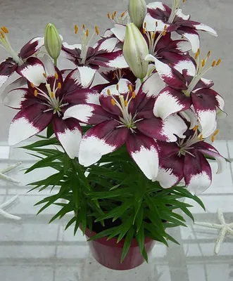 Цветы в горшке 5 лилий с зеленью купить в 55опторг (АВС0868) по цене 281.25  руб.