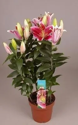 Лилия в горшке Восточная розовая D12 H45 - купить в Mandarin-shop.ru