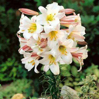В горшке цветки лилии на внешнем патио Стоковое Изображение - изображение  насчитывающей наведенное, лилли: 75420583