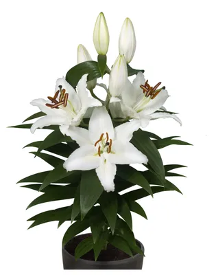 Цветы в горшке 5 лилий с тройными листьями купить в 55опторг (АВС0852) по  цене 162.50 руб.