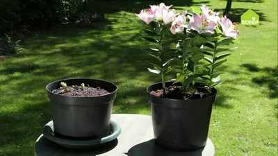Выращиваем садовые лилии в горшках - Бобёр.ру