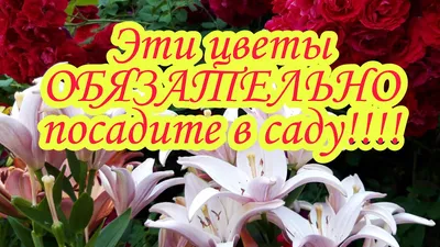 Лилии в саду: посадка, уход, особенности выращивания, видео | Компания  «Большая земля»