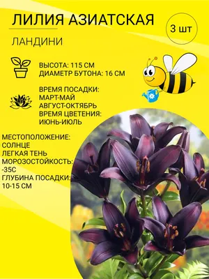 Лилия Бриндизи, купить саженцы Лилии Бриндизи в Москве в питомнике недорого!