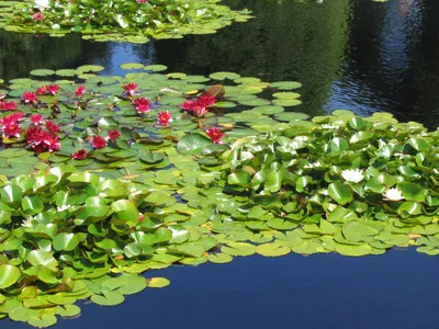 Красные водяные лилии в пруду Стоковое Изображение - изображение  насчитывающей природа, листья: 164621195