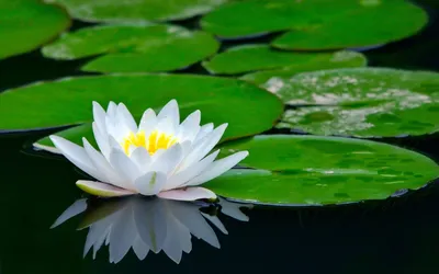 красивая белая водяная лилия в пруду на фоне тёмных листьев. нимфея и  листья водяной лилии Стоковое Изображение - изображение насчитывающей  бассеин, флора: 225556317