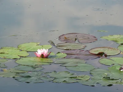 Фотография красивой водяной лилии в пруду летом Фон И картинка для  бесплатной загрузки - Pngtree