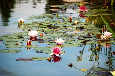 6шт плавающие растения водяная лилия искусственный цветок лотоса лист пруд  садовый декор – лучшие товары в онлайн-магазине Джум Гик