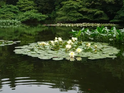 Купить 6 шт. плавающие растения водяная лилия искусственный цветок лотоса  лист пруд садовый декор | Joom