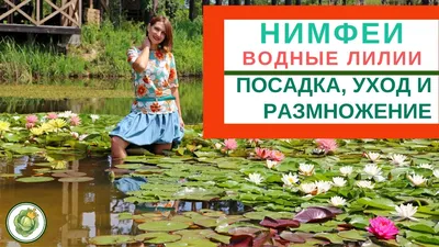 Тайна сокольнических водяных лилий » Официальный сайт Розария ПКиО  Сокольники.