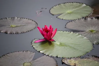белые и красноватые цветущие водяные лилии в пруду Стоковое Изображение -  изображение насчитывающей лилия, озеро: 224203181