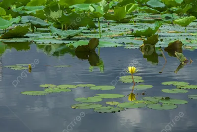 В Гродно в пруду расцвели редкие лилии