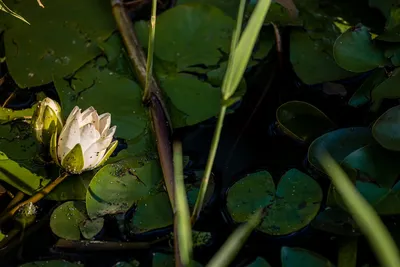 Лилии в пруду 700 - Интерсалон, Сочи