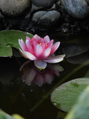 Красивый цветок водяной лилии в пруду Stock Photo | Adobe Stock
