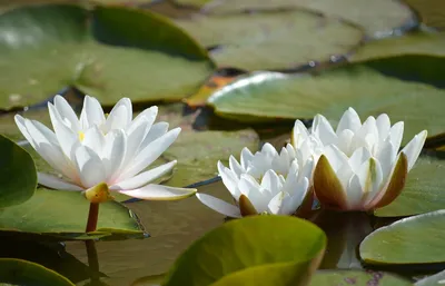 чудо природы-водяные лилии на Свибловском пруду..... :: galalog galalog –  Социальная сеть ФотоКто