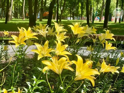 Цветение коллекции лилий | Центральный ботанический сад