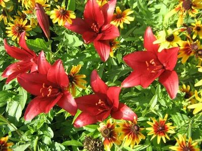 Махровые лилии: ТОП-10 сортов для вашего сада - Agro-Market