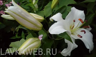 Лилии восточные и ОТ гибриды, цена в Перми от компании Питомник Макаровых