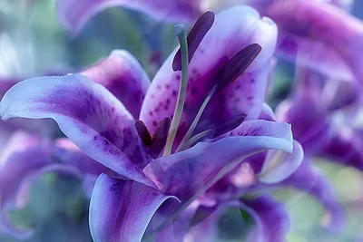 Фиолетовые лилии - фото и картинки: 67 штук