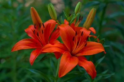 Цветы, похожие на лилии: Топ-20 видов с описанием и фото