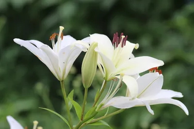 Лилии Белые Цветы - Бесплатное фото на Pixabay - Pixabay