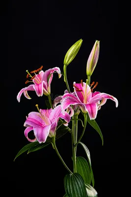 Цветок лилии в черном фоне изображение_Фото номер 500897464_JPG Формат  изображения_ru.lovepik.com