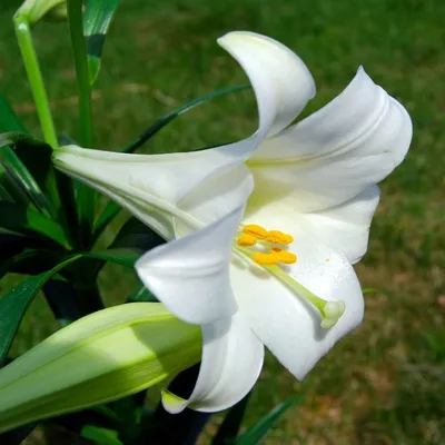 Цветы лилии: фото и картинки, как выглядят цветок на фотографии, описание  видов лилий