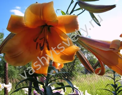 Лилия Африкана Квин (Lilium Africana Queen) - «Африкана Квин очень  эффектная лилия. Сочетает в себе мощь сильных побегов, а также красоту и  благоухание крупных цветов нежнейшего абрикосового цвета. » | отзывы