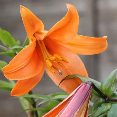 Отзыв о Лилия трубчатая Долина растений \"Африкан Квин\" | Очень красивая  лилия