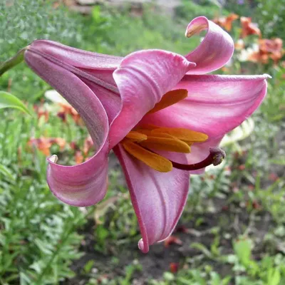 Самые красивые сорта трубчатых лилий | В цветнике (Огород.ru)
