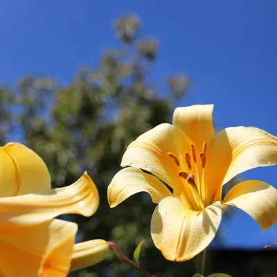 Отзыв о Лилия трубчатая Долина растений \"Африкан Квин\" | Очень красивая  лилия