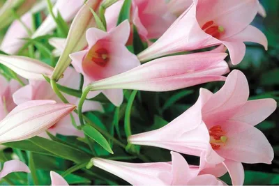 aphrodite | Amaryllis, Bulbous plants, Amaryllis bulbs