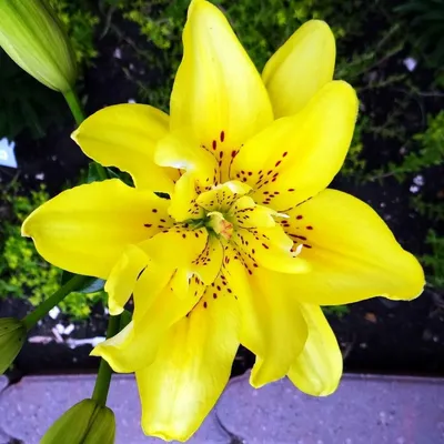 Lilium, Afrodita, lily, doble floración Fotografía de stock - Alamy