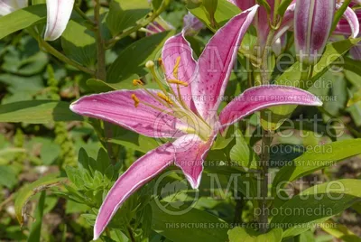 Pink lily ( Lilium Acapulco) plant in bloom Stock Photo - Alamy