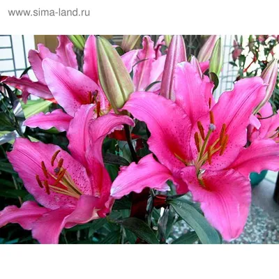 Photo of Lilium Acapulco (Oriental Lily)