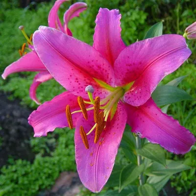 Photo of the bloom of Lily (Lilium 'Acapulco') posted by Totally_Amazing -  Garden.org
