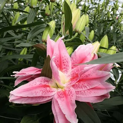 Photo of the bloom of Lily (Lilium 'Acapulco') posted by TBGDN - Garden.org