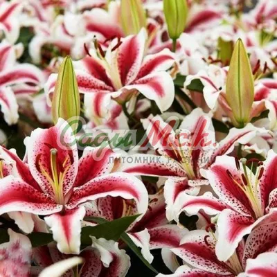 El Lilium | Revista de Flores, Plantas, Jardinería, Paisajismo y Medio  ambiente