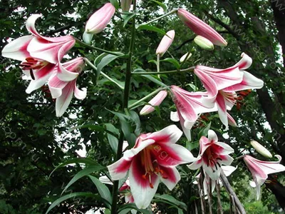 74 Different Types of Beautiful Lily Varieties