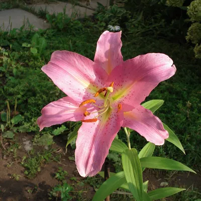 Lilium 'Acapulco', Lily 'Acapulco' (Oriental) - uploaded by @shelleyB