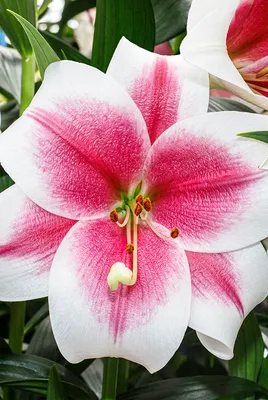 Photo of the bloom of Lily (Lilium 'Acapulco') posted by TBGDN - Garden.org