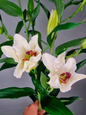 Triumphator лилия - фото - выращивание и уход, посадка, размножение,  болезни и вредители, описание - 🌷 Мои цветы