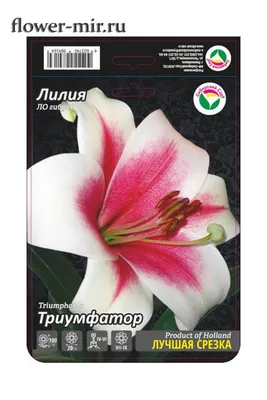 Buy Acapulco Lilium Bulbs (Oriental) x5 - Bagh.pk