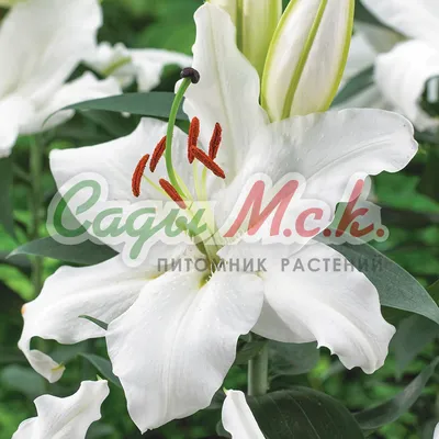 Acapulco Oriental Lily (Lilium Acapulco), Liliaceae, Stock Photo, Picture  And Rights Managed Image. Pic. DAE-97007489 | agefotostock