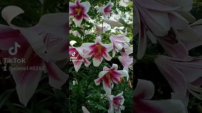 Lelijų svogūnėliai, lot. LILIUM ACAPULCO, 2 vnt. - ermitazas.lt